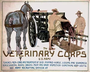 Einberufungsplakat WWI Veterinary Corps U.S. Rekrutierungsarmee Krieg 11x14 Zoll Print - Bild 1 von 1