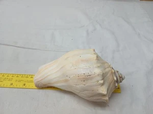 7"  Conch Shell Spiral  - Picture 1 of 8