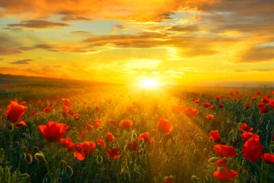 DECOR LOGISTICS Bright New Day Field of Poppies At Sunrise Photo Art Print Poster 18x12