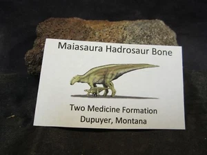 Dinosaur Bone Maiasaura Hadrosaur Bone Two Medicine Formation - Picture 1 of 9