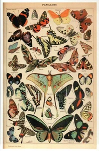 Butterfly, Adolphe Millot Artwork, Papillon Mariposa Schmetterling --- Postcard - Picture 1 of 2