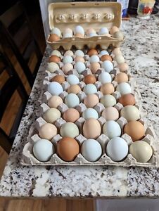 12+ Fresh & Fertile Chicken Hatching Eggs - Assorted Barnyard mix 