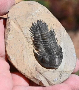 Fósil de trilobites, Metacanthina issoumourensis, de Marruecos #1 - Imagen 1 de 8