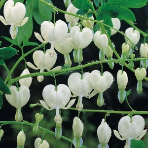 Dicentra Spectabilis (Bleeding heart) 'Alba' Perennial 9cm Pot Plants Pack x3 - Picture 1 of 2