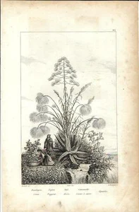 Stampa antica SIRACUSA Cotone Papiro Aloe Canna zucchero Sicilia 1834 Old print - Foto 1 di 1