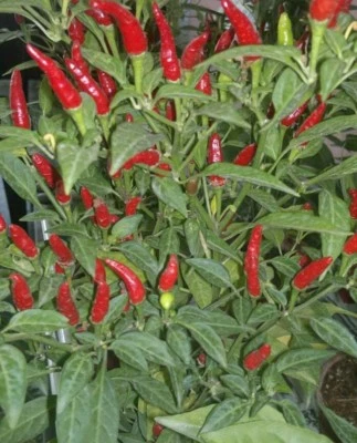 fiery Thai chilli peppers : true breed farm vegetable seeds  - Image 1 of 3