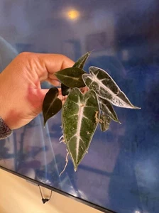 Alocasia Amazonica Bambino Live House Plant 4" Tall - Picture 1 of 5