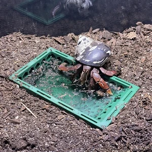 Hermit Crab Pool Underground Tank Decoration Climbing Toys Ornament Accessories - Picture 1 of 11