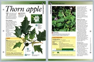 Thorn Apple - Directory - Secret World Of Herbs Fact File Card - Picture 1 of 1