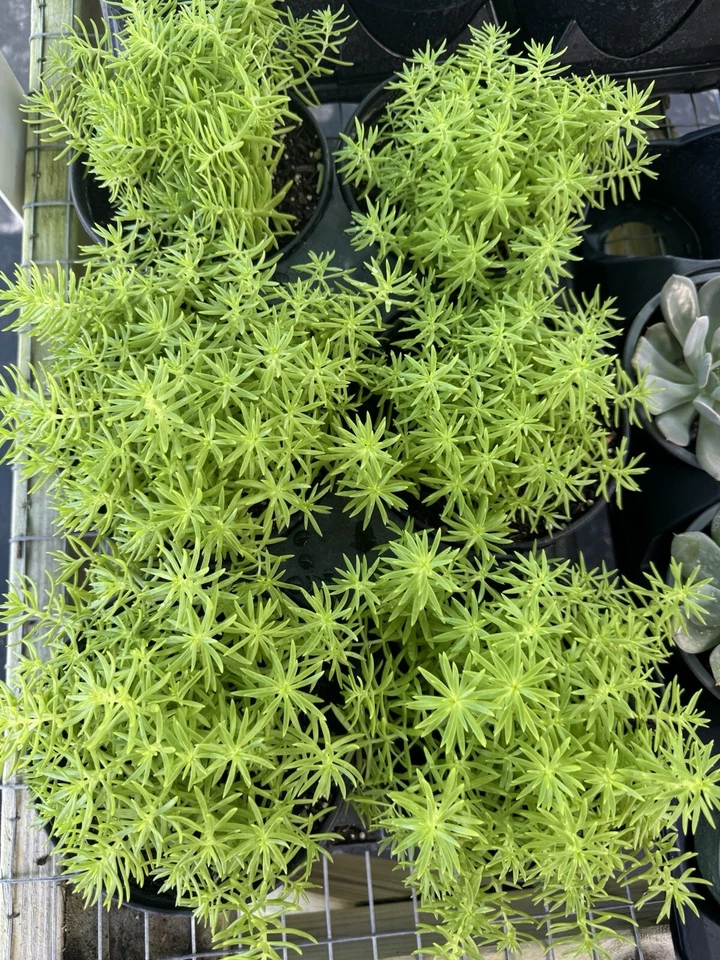 Planta bola de limón Sedum Foto 1 de 1