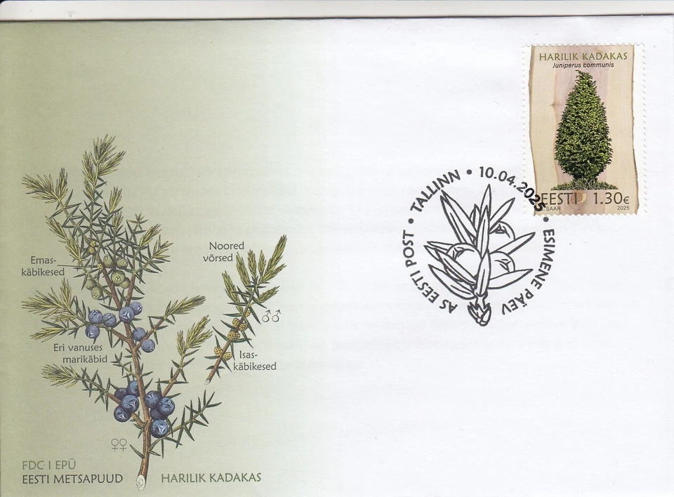 ESTONIA 2025 - Estonian forest trees- common Juniper  FDC (10.04.2025) - Image 1 of 1