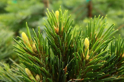 Pinus strobus 'Beal's Starry Night' - Eastern White Pine *Live Plant - Image 1 of 4