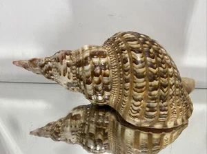 XL Seashell Large Size From Collection Rare and Beautiful - Picture 1 of 14