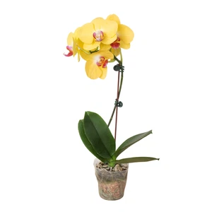 Orchidea 'Phalaenopsis gialla' - Foto 1 di 6