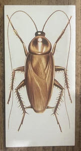 Vintage - 1962 - Gelles Widmer - Insect CARD - American Cockroach - Picture 1 of 2