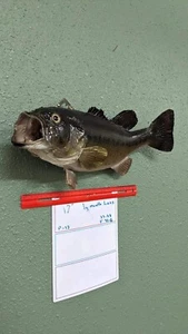 Beautiful Real Skin 17” Large Mouth Bass Taxidermy Wall Mount Art Wildlife - Picture 1 of 2