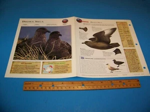 Brown Skua foto / pagina informazioni esploratore della fauna selvatica 1998 - Foto 1 di 3