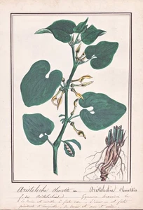 Osterluzei Birthwort Aristolochia Botany Flower Botany Watercolour Drawing 1830 - Picture 1 of 1