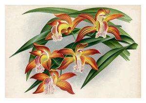 Cymbidium Tracyanum by Jean Linden Orchids A4 Art Print - Picture 1 of 1