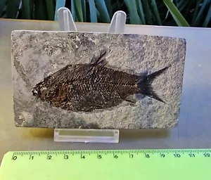 ► OSTEOHILUS or JIANGHANCHTHYS CM 10.61 x CM 6.18 - CHINA ^ FISH FOSSILS AAAA+ ◄ - Picture 1 of 4