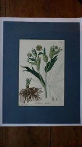 HOCQUART EDOUARD (1789-1870)- GRAVURE COULEUR ORIGINALE 1835- HELLEBORE FETIDE - Picture 1 of 1