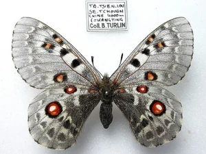 PARNASSIUS TIBETANUS TIBETANUS FEMALE,  EXTREMELY RARE! - Picture 1 of 1