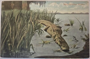 Vintage Postcard Miss Alli-Gator Alligator Florida AA89 - Picture 1 of 2