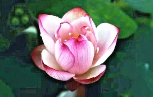 5 PURPLE LIP LOTUS SEEEDS - Nelumbo Nucifera - Picture 1 of 6