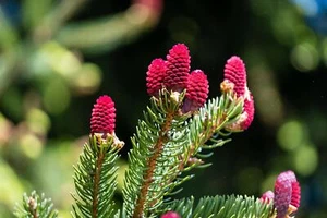 Red Spruce Tree Seeds - 30 Seeds, Ships from Iowa, USA - Picea Rubens - Picture 1 of 3