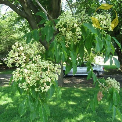 BEE TREE Evodia Hupehensis - 20+ SEEDS - Image 1 of 4