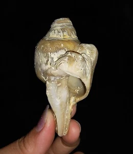 FÓSIL DE CAPARAZÓN DE MAR, GASTROPODA FASCIOLARIDAE, DE JAVA, INDONESIA, 67 MM - Imagen 1 de 6