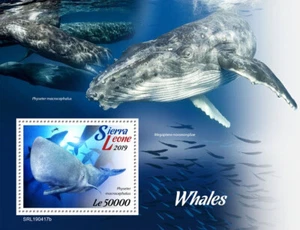 Whales Marine Animals Stamps Sierra Leone 2019 MNH Sperm Whale 1v S/S - Picture 1 of 1