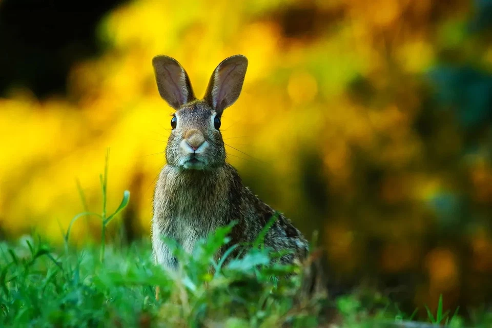 Photo Digital Product Wallpaper Background Image Picture Cute Rabbit Animal #7 - Image 1 of 1