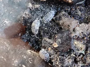 10 Dairy Cow Woodlice, Porcellio laevis, giant African land snail cleanup crew. - Picture 1 of 11
