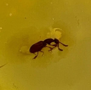 Antiguo fósil de insecto ámbar, fósil de insecto pulgón raro - Imagen 1 de 5