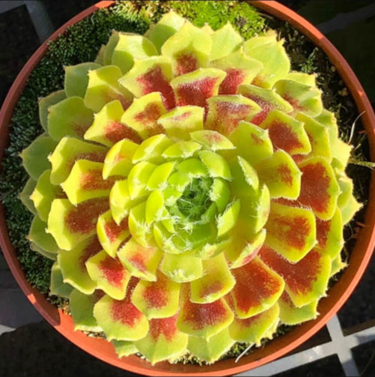 Hens & Chicks Live Plants Hardy Sempervivum Arachnoideum Lemon Flare 2.5'' Pot - Image 1 of 1