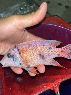 Exact Fish!!! OB Dragonblood Platinum Peacock Cichlid 5”+ - Image 1 of 3