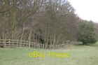 Photo 6x4 Waiting for leaves to bud Stead Woodland edge near Stead c2008