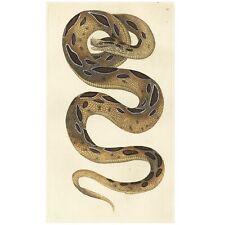 Rare 1790 Shaw & Nodder Hand-Colored Serpent Engraving: #291 RUSSELIAN SNAKE