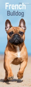 Französische Bulldogge Slim 2026 Kalender | Slimline Hunderasse Geschenk 15% RABATT MEHRFACHBESTELLUNGEN - Bild 1 von 8