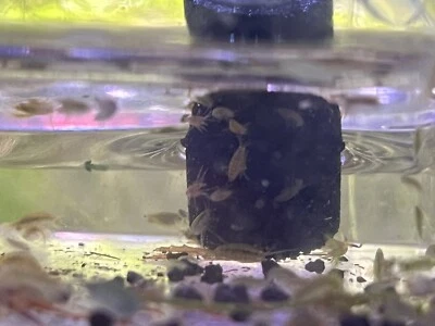 50+ Живых Скадов - Еда/Команда по Очистке - Пресноводные Гаммарусы/Амфиподы - Изображение 1 из 4