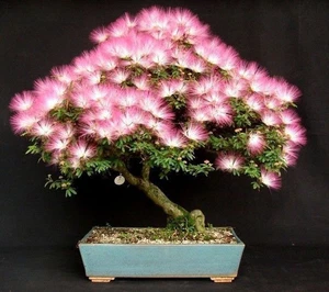 50 seeds Mimosa Albizia Julibrissin Exotic flower Persian silk bonsai tree pink - Picture 1 of 1