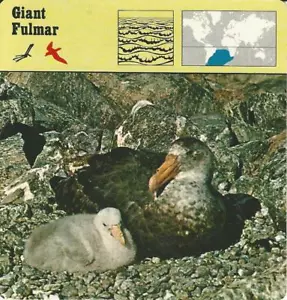 1975 Editions Rencontre, Animals Card, #08.175 Giant Fulmar - Picture 1 of 1