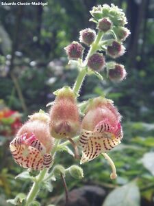 Kohleria Allenii - Unusual Tiger Flowers - 200+ Tiny Seeds - Ornamental Garden 