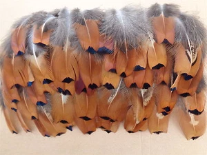 100 Cock Pheasant Flank Feathers 2" to 5" - Jewellery Crafting, Fly Tying