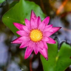 Dang Ma Miew Red Tropical Waterlily Live Tuber Colorful Plants Pond Decor Indoor