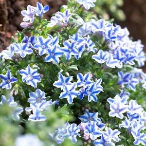 Lithodora 'Blue Star' | Evergreen Perennial Outdoor Garden Plants in Plant Pot - Picture 1 of 15