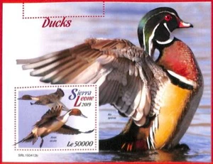 A4562 - SIERRA LEONE - ERROR MISPERF, Souvenir sheet: 2019, Ducks, Birds - Picture 1 of 1
