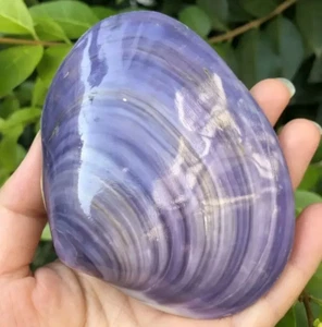 Large Purple Clam Natural Seashell Rare Real Beach Aquarium Home Deco 3" Inch - Picture 1 of 9