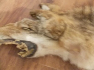 Taxidermy 53" long real genuine Coyote Pelt hide With Legs & Face - Picture 1 of 7